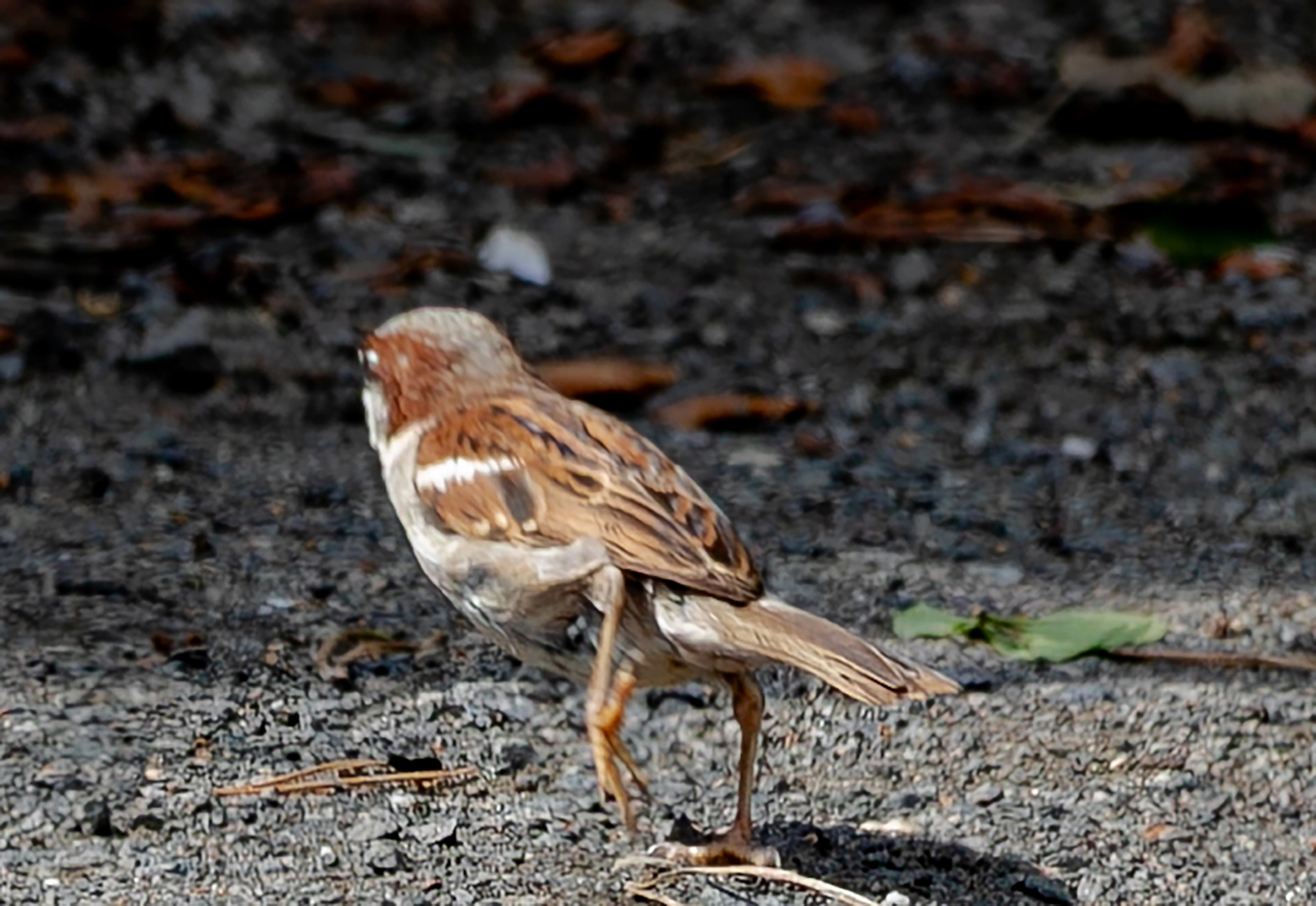Rennender Spatz